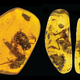 Two of the four frogs found in amber (the specimen on the right shows two views).